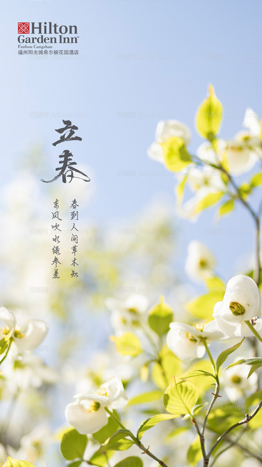 立春节气移动端海报-源文件